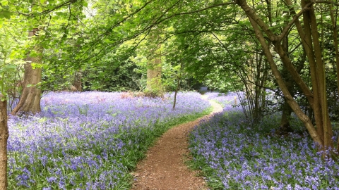 Walking Backwards No 10. Beechwood Avenue to Tocil Wood - Coventry Society