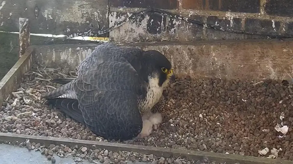 Photograph of a peregrine chick at Leamington Spa town hall. Photo courtesy of Warwickshire Wildlife Trust.