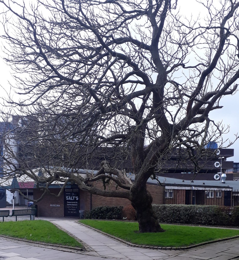 Photograph of the Indian Bean Tree in Much Park Street.