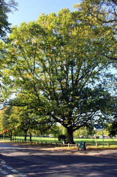 Spencer Park tree